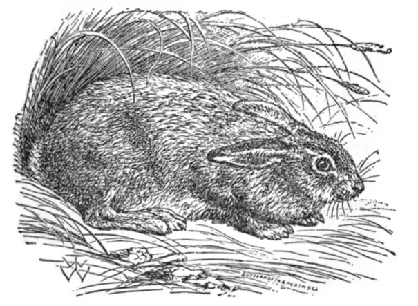 EB1911 - Hare Fig 1.png