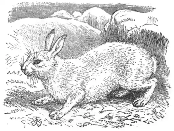 EB1911 - Hare Fig 2.png