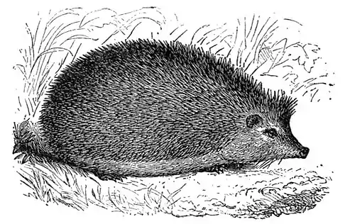 EB1911 - Hedgehog.jpg