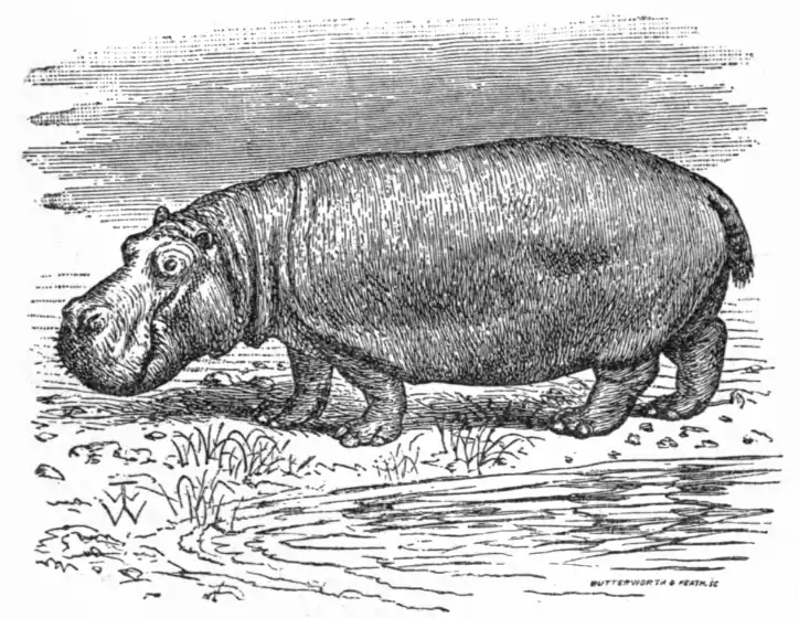 EB1911 - Hippopotamus amphibius.png