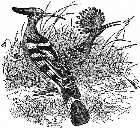 EB1911 - Hoopoe.jpg