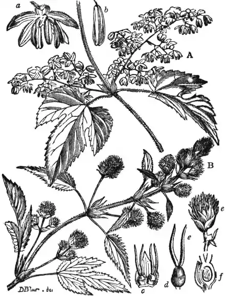 EB1911 - Hop Fig.1.jpg