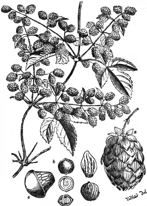 EB1911 - Hop Fig.2.jpg