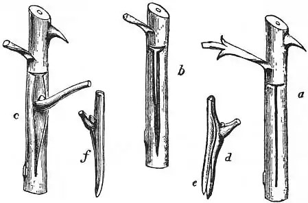 EB1911 - Horticulture - Fig. 21.—Shield-budding.jpg