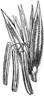 EB1911 - Maize - Fig. 3.—Male Spikelet.jpg