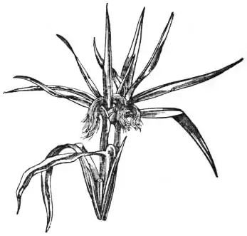 EB1911 - Maize - Fig. 4.—Female Spike.jpg