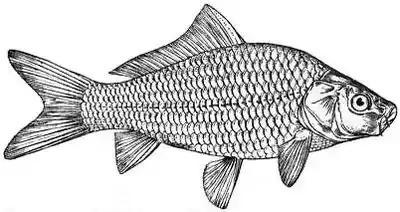 EB1911 - The Common Carp.jpg