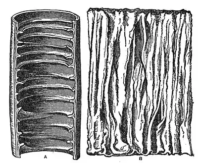 EB1911 Alimentary Canal Fig. 3.—Valvulae Conniventes.jpg