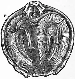 EB1911 Brachiopoda Fig. 19.jpg