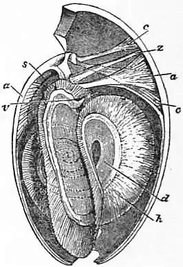 EB1911 Brachiopoda Fig. 20.jpg