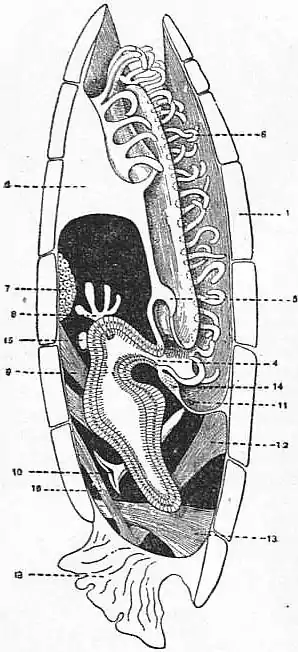 EB1911 Brachiopoda Fig. 21.jpg