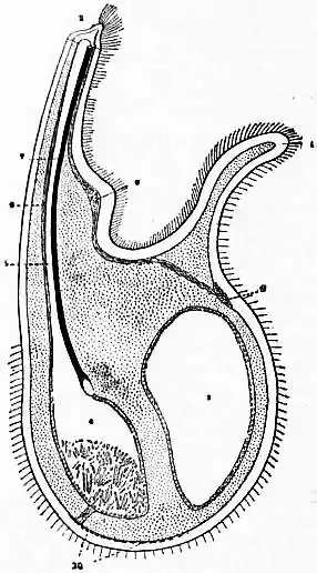 EB1911 Brachiopoda Fig. 22.jpg