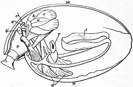 EB1911 Brachiopoda Fig. 24.jpg