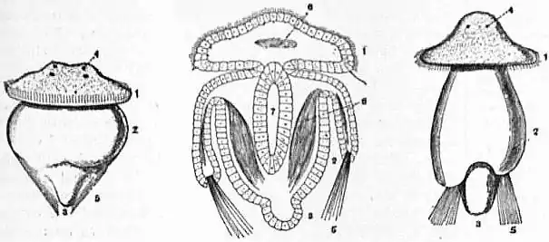 EB1911 Brachiopoda Fig. 29.jpg