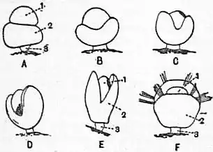 EB1911 Brachiopoda Fig. 30.jpg