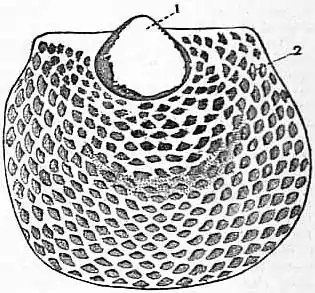 EB1911 Brachiopoda Fig. 31.jpg