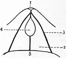 EB1911 Brachiopoda Fig. 32.jpg