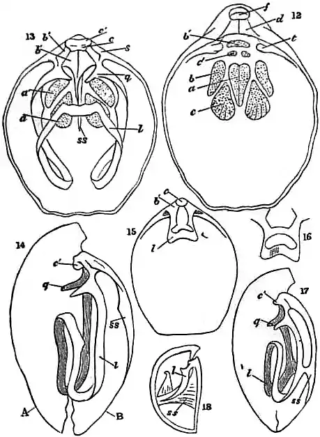 EB1911 Brachiopoda Figs. 12–18.jpg