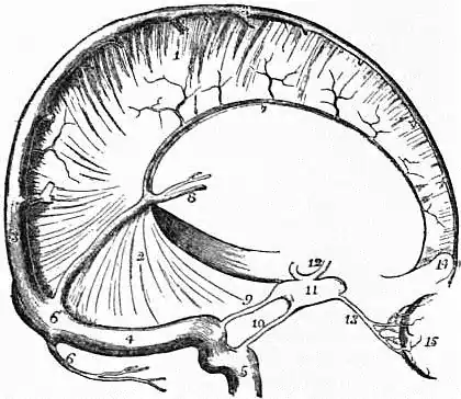 EB1911 Brain Fig. 1-Dura Mater.jpg