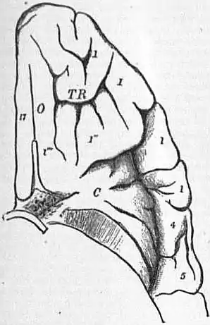 EB1911 Brain Fig. 10-Orbital surface.jpg