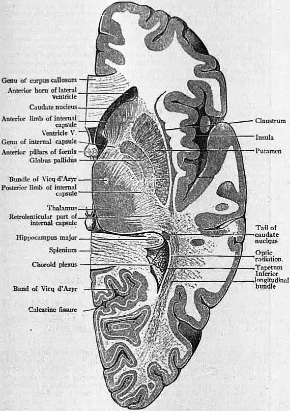 EB1911 Brain Fig. 14-Right Cerebral Hemisphere.jpg