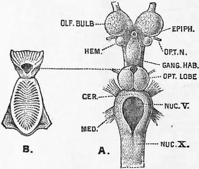 EB1911 Brain Fig. 16-Petromyzon marinus.jpg