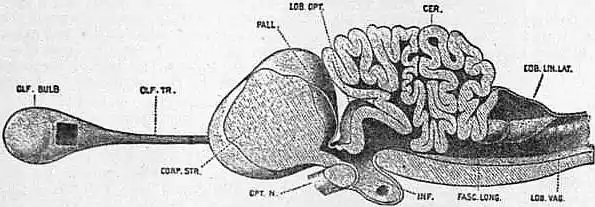 EB1911 Brain Fig. 17-Porbeagle shark.jpg