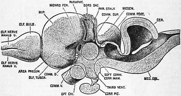 EB1911 Brain Fig. 18-Turtle.jpg