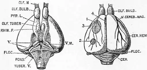 EB1911 Brain Fig. 19-Ornithorynchus.jpg