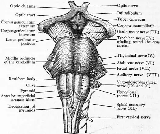 EB1911 Brain Fig. 2-Medulla, Pons.jpg