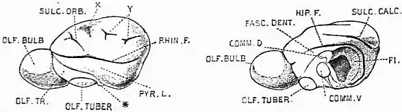 EB1911 Brain Fig. 21-Tasmanian Devil.jpg