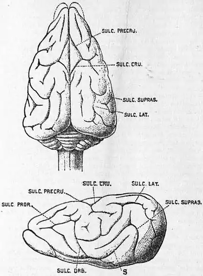 EB1911 Brain Fig. 22-Ratel.jpg