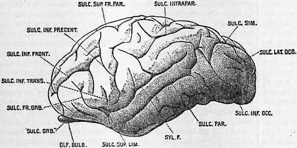 EB1911 Brain Fig. 23-Gorilla.jpg