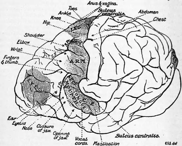 EB1911 Brain Fig. 24-Chimpanzee.jpg