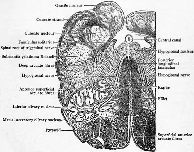 EB1911 Brain Fig. 4-Transverse Section of Medulla.jpg