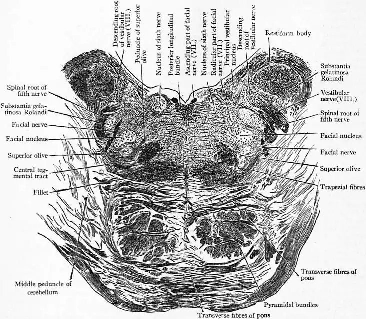 EB1911 Brain Fig. 5-Section of Lower Pons.jpg