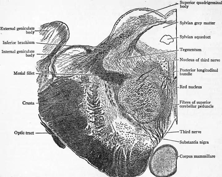 EB1911 Brain Fig. 8-Transverse Section of Mesencephalon.jpg