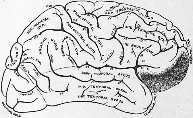 EB1911 Brain Fig. 9-Gyri and Sulci.jpg