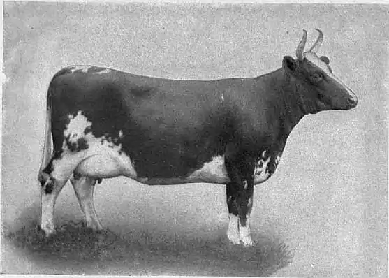 EB1911 Cattle - AYRSHIRE COW.jpg