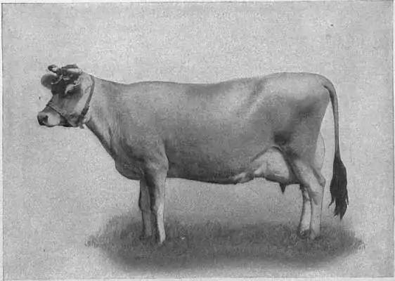 EB1911 Cattle - JERSEY COW.jpg