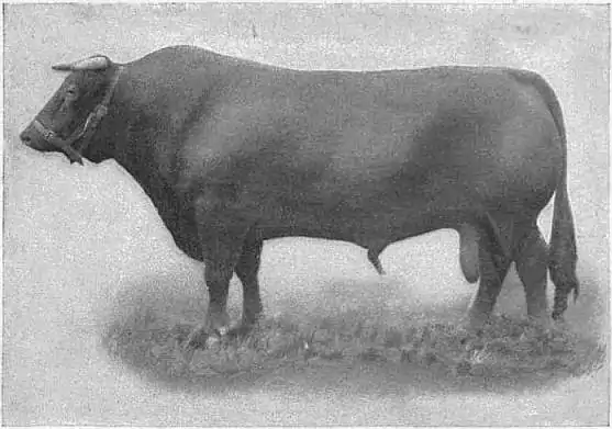 EB1911 Cattle - SOUTH DEVON BULL.jpg