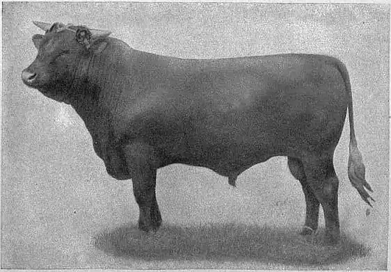 EB1911 Cattle - SUSSEX BULL.jpg