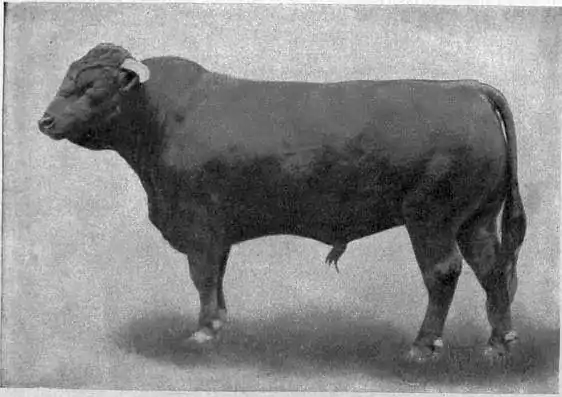 EB1911 Cattle - WELSH BULL.jpg