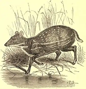 EB1911 Chevrotain.jpg