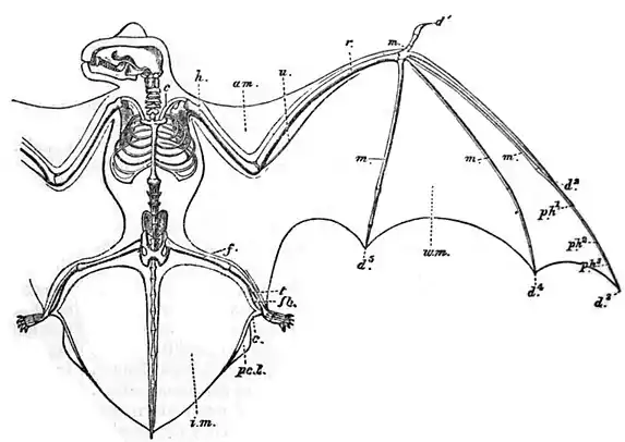 EB1911 Chiroptera Fig. 1.jpg