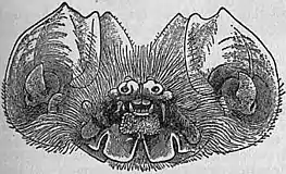 EB1911 Chiroptera Fig. 10.jpg