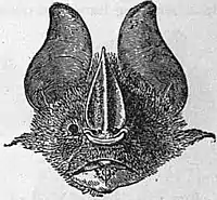 EB1911 Chiroptera Fig. 11.jpg