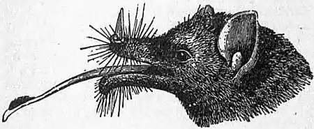 EB1911 Chiroptera Fig. 12.jpg