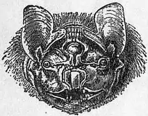 EB1911 Chiroptera Fig. 13.jpg