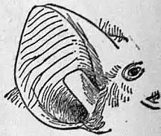 EB1911 Chiroptera Fig. 14.jpg